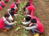 1030315田園：地瓜葉栽種
